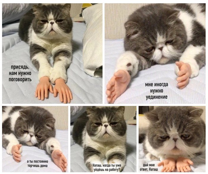 Смешные мемы с котом