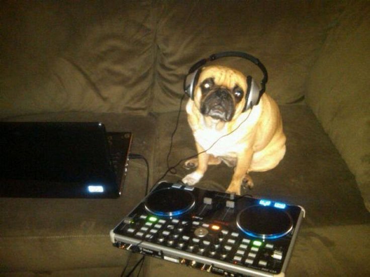 Собака диджей