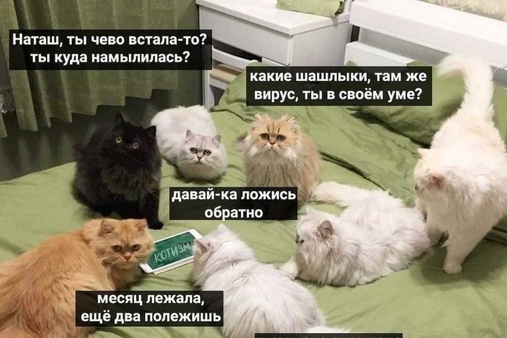 Мемы с котом