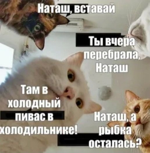 Наташа с днём рождения мемы с котами