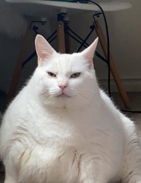 Толстый кот Мем