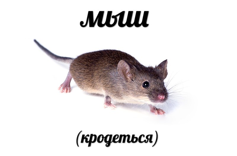 Мышь крадется Мем