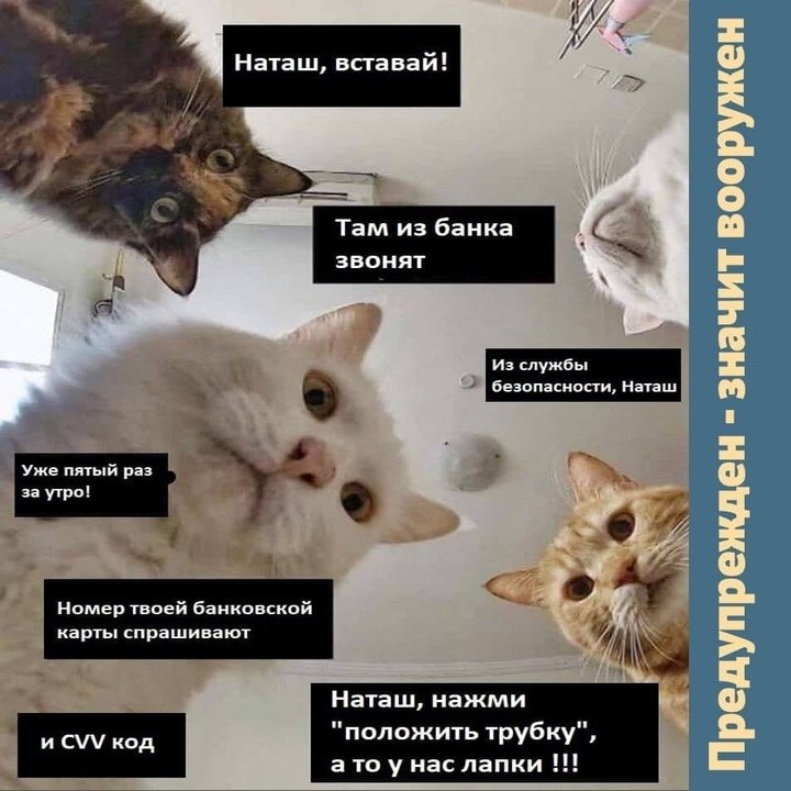 С днём рождения Наташа коты мемы