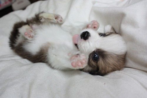 Мимими картинки