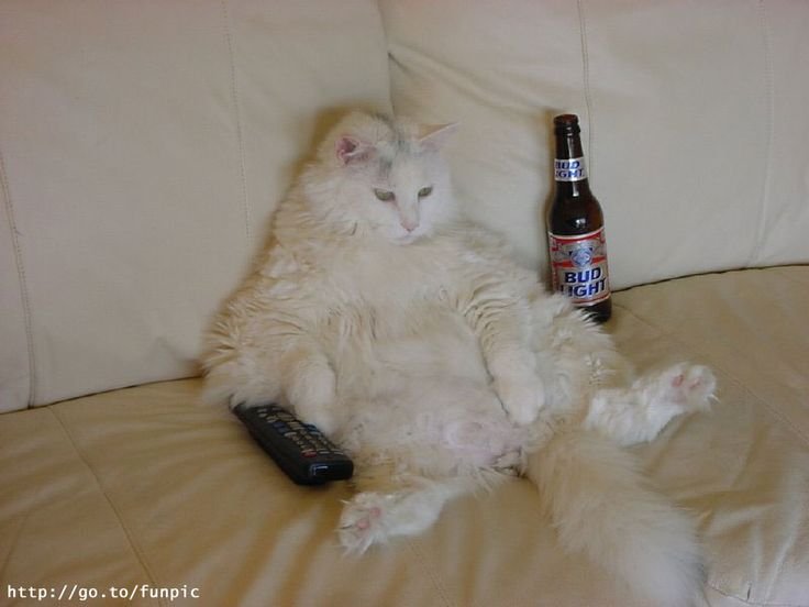 Кот с бутылкой пива