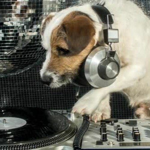 Собака на дискотеке