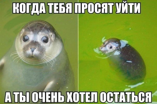 Морской котик смешной