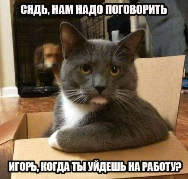 Кот садись нам надо поговорить