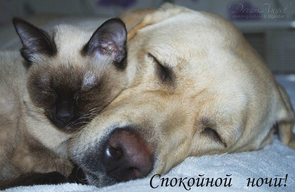 Спокойной ночи смешные коты и собаки