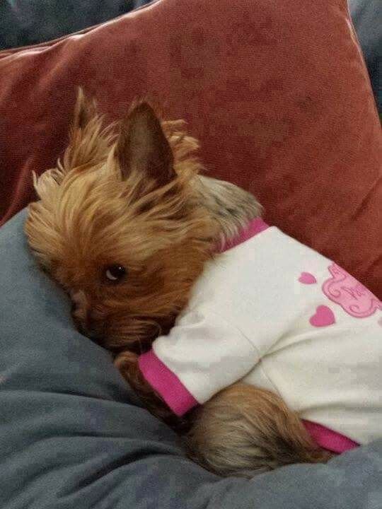 Толстый Йоркширский терьер