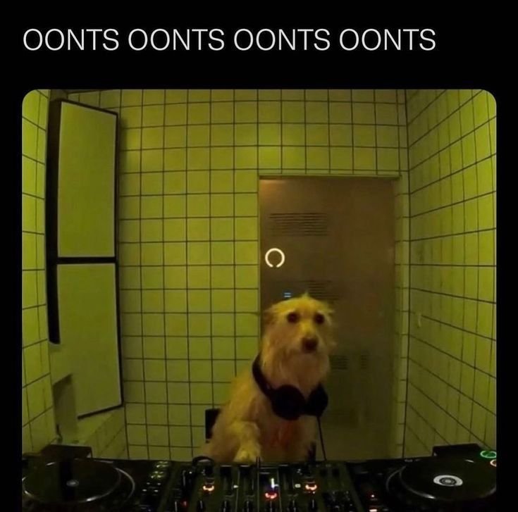 Собака диджей