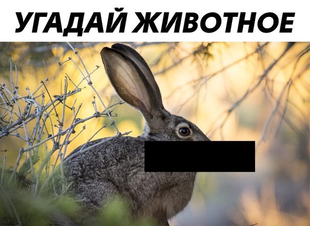 Угадай животное