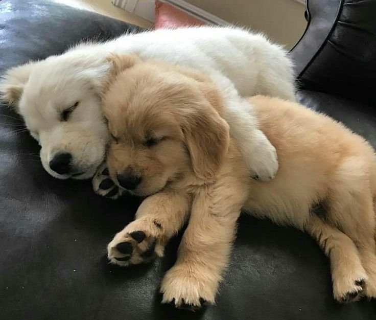 Корги и золотистый ретривер