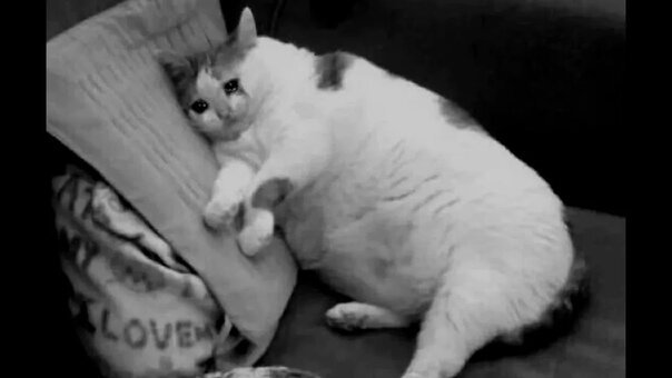 Кот лежит толстый грустный