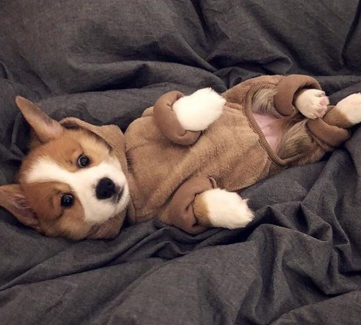 Корги Паппи