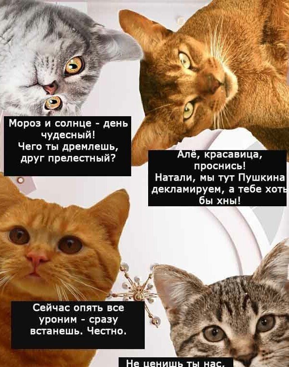 Наташа и коты