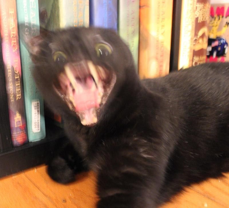 Мемы с черными котами