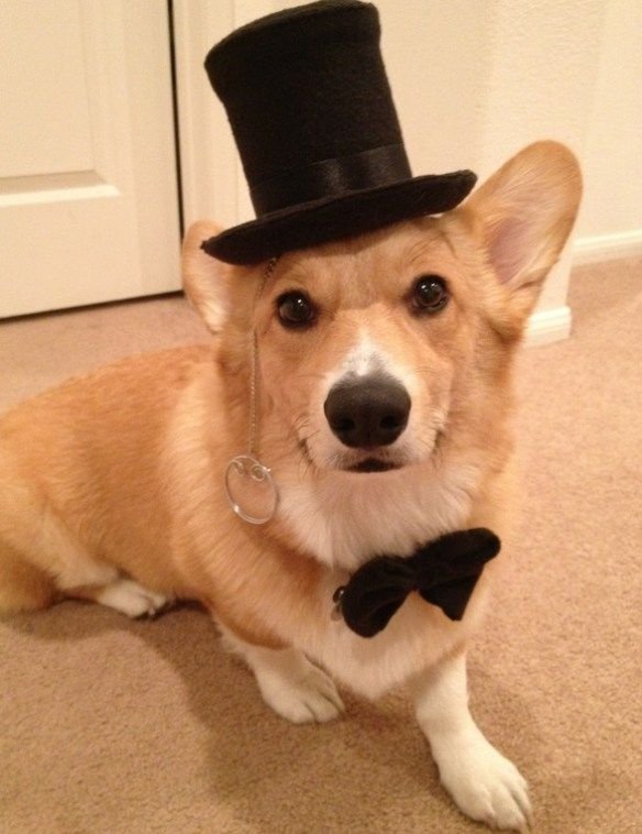 Пес Аристократ