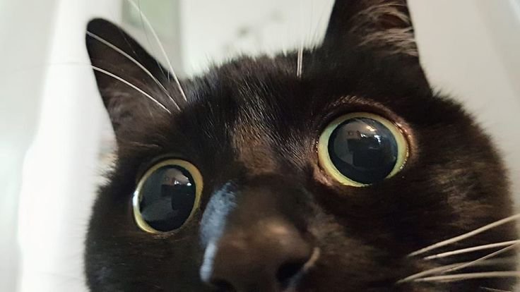 Удивленный черный кот