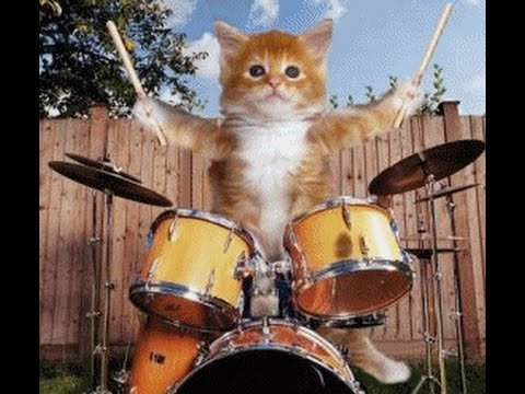 Кот барабанщик