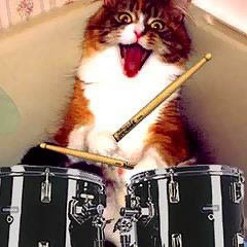 Кот барабанщик