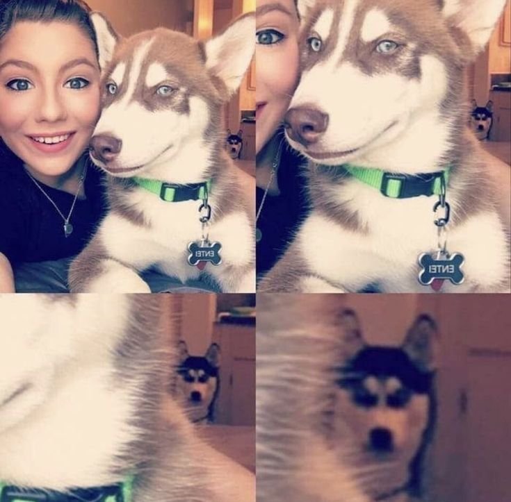 Хаски смешные фото