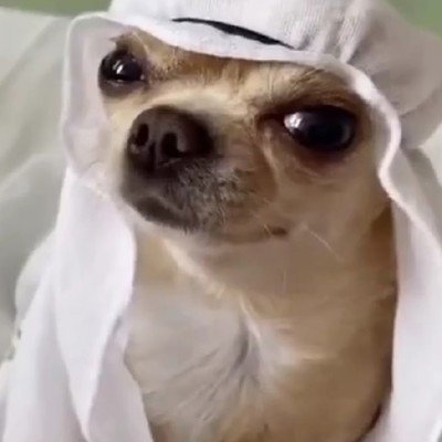 Чихуахуа араб