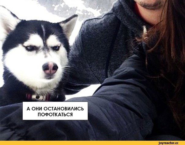 Хаски мемы