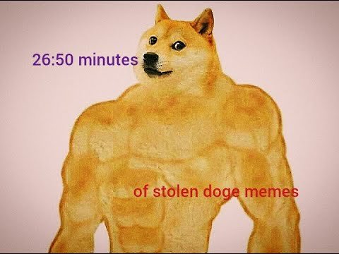 Шиба ину мускулистый