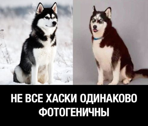Шутки про хаски