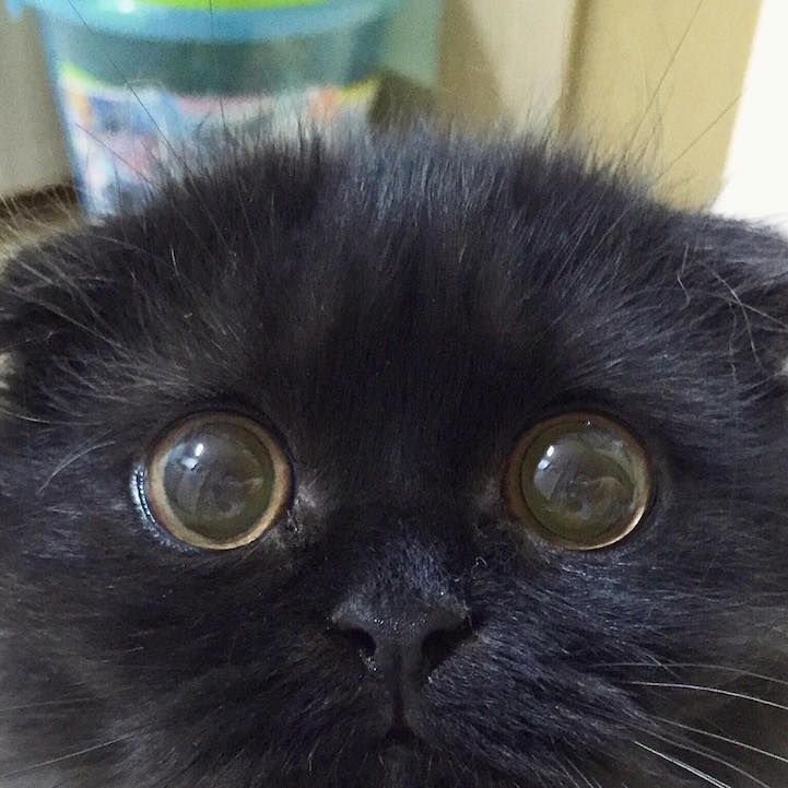 Большие глаза у кошки