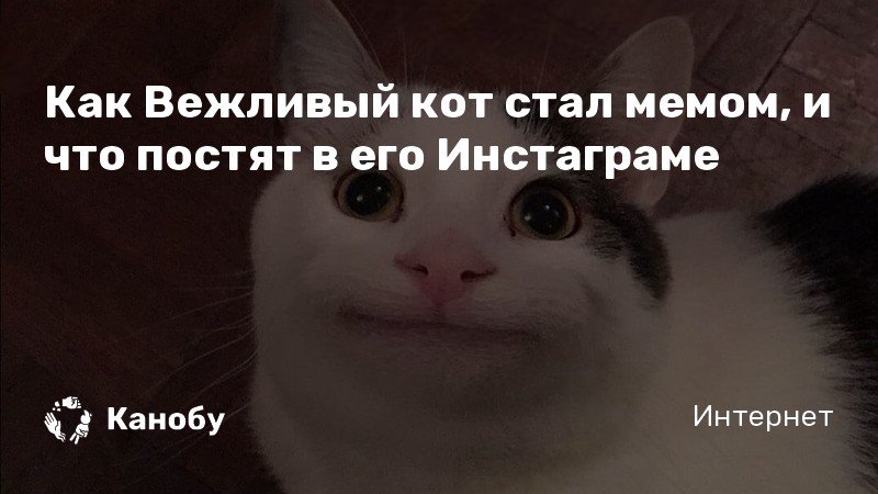 Кот ставший мемом