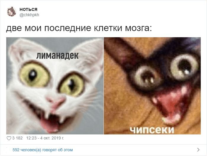 Мемы с котиками