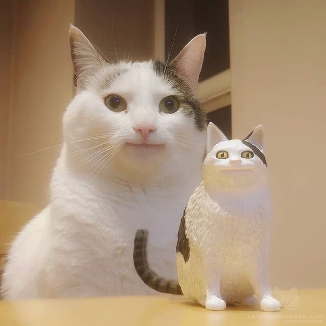 Вежливый кот