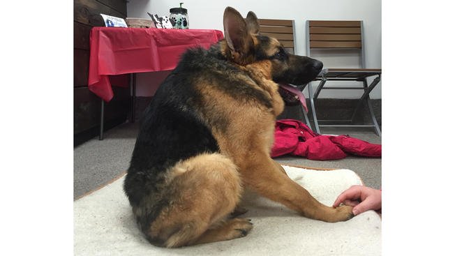 Голландская овчарка Квазимодо псина