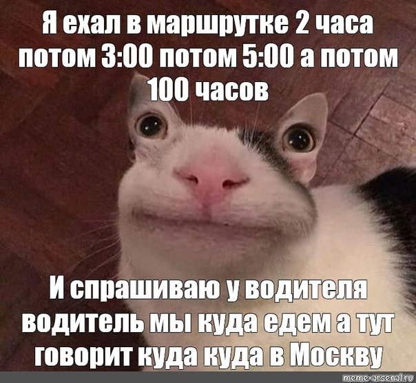 Мемный вежливый кот
