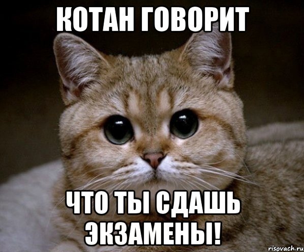 Ты сдашь все экзамены котик