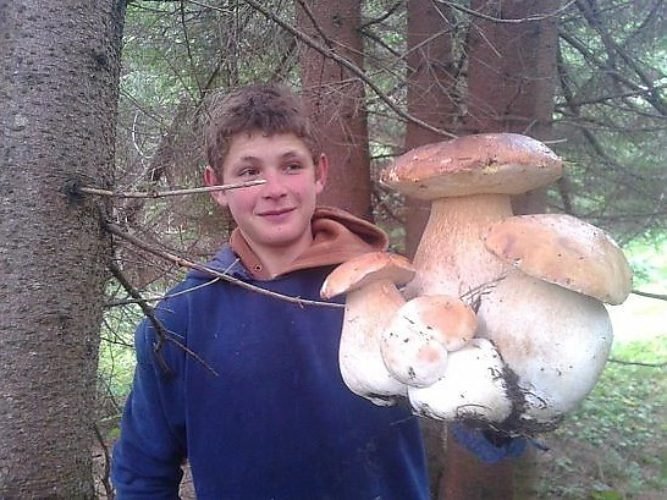 Огромный мухомор