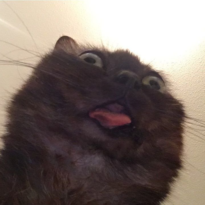 Черный кот с высунутым языком