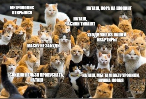 Мемы с котами и Наташей
