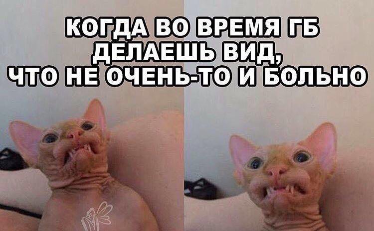 Мемы с лысыми котами