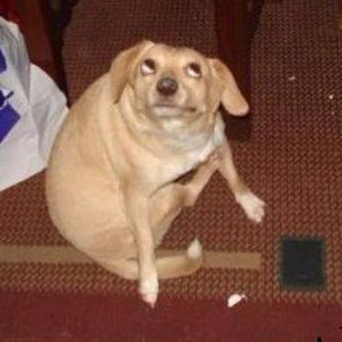 Собака араб