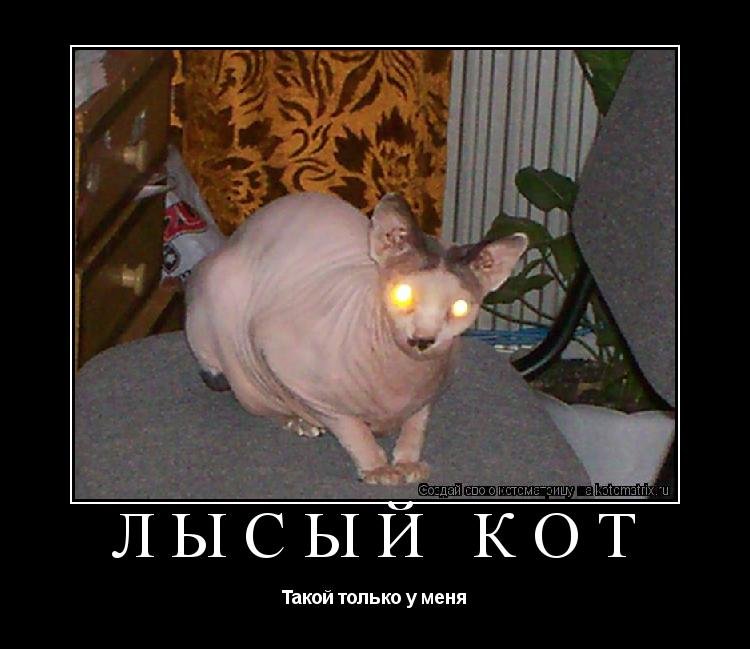 Лысые коты мемы