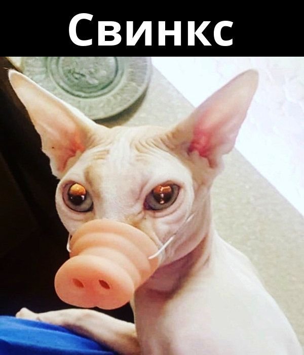 Прикольные сфинксы