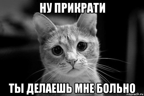 Страдающие котики мемы