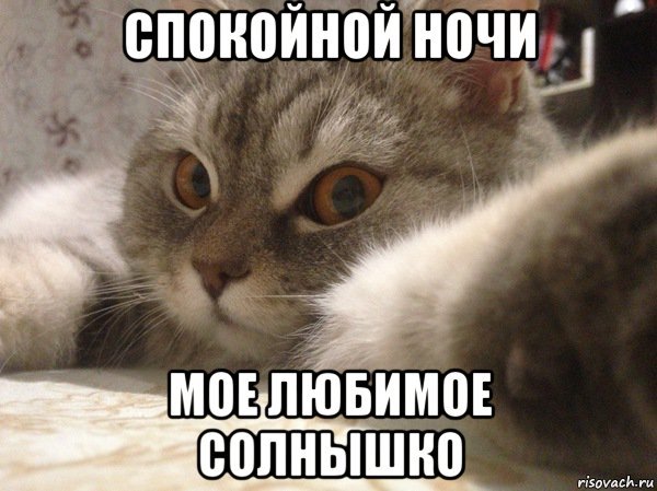 Мемы с котиками с надписями спокойной ночи