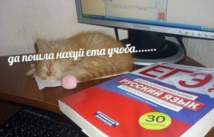 Кот ЕГЭ