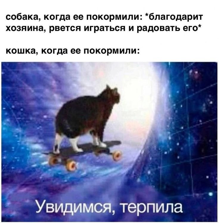 Увидимся терпила Мем кот