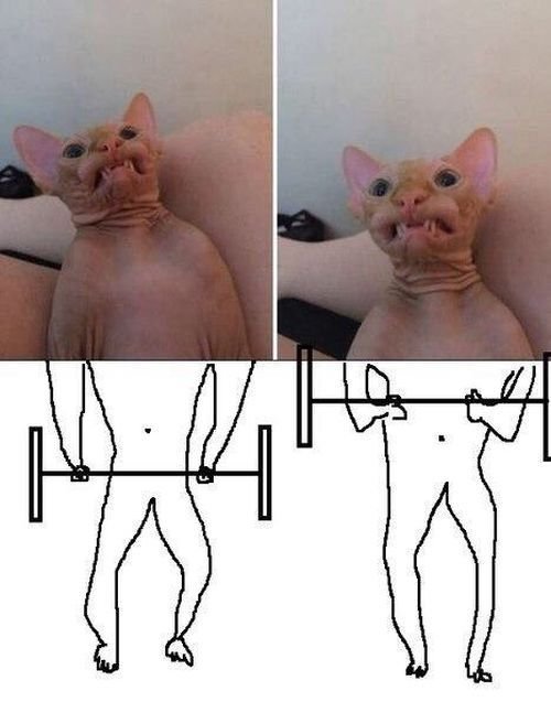 Лысые кошки приколы