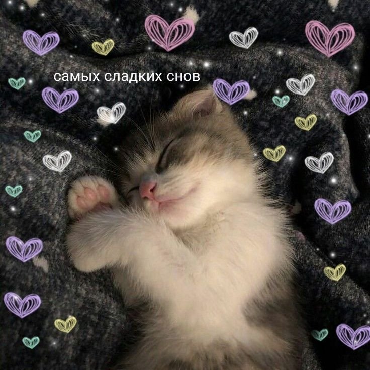 Спокойной ночи котики